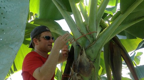 Working as a banana worker in Costa Rica